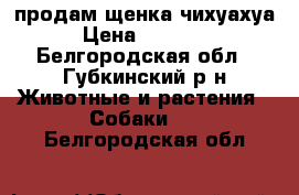 продам щенка чихуахуа › Цена ­ 10 000 - Белгородская обл., Губкинский р-н Животные и растения » Собаки   . Белгородская обл.